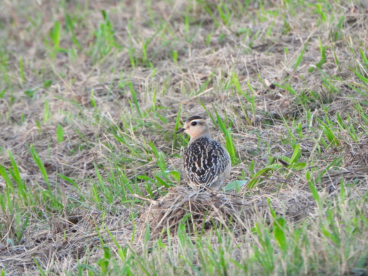 Eurasian Dotterel - ML623697150