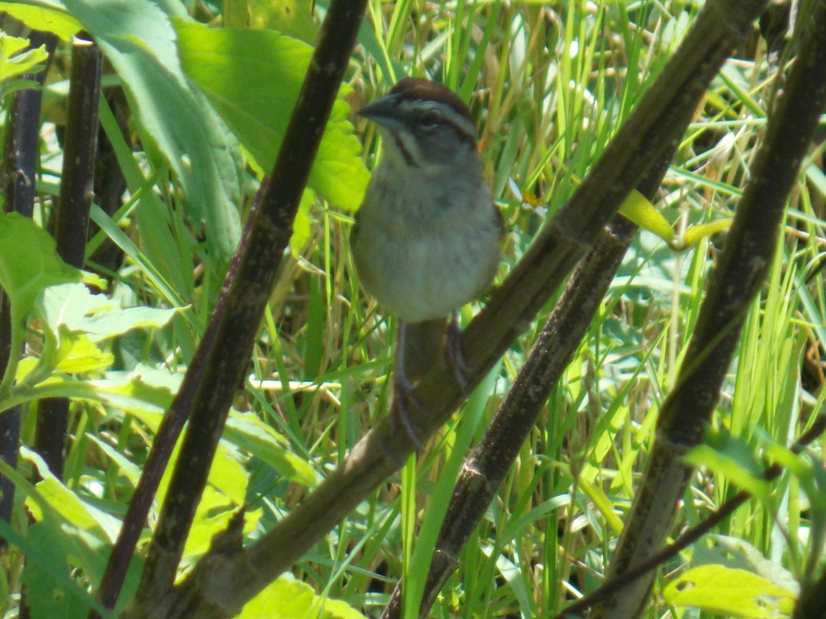 Rusty Sparrow - ML623697171