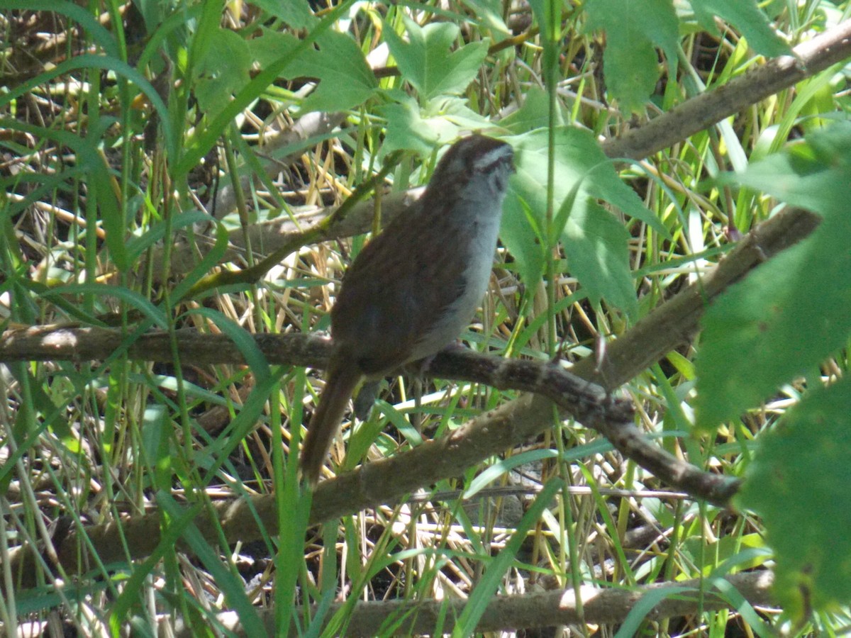 Rusty Sparrow - ML623697173