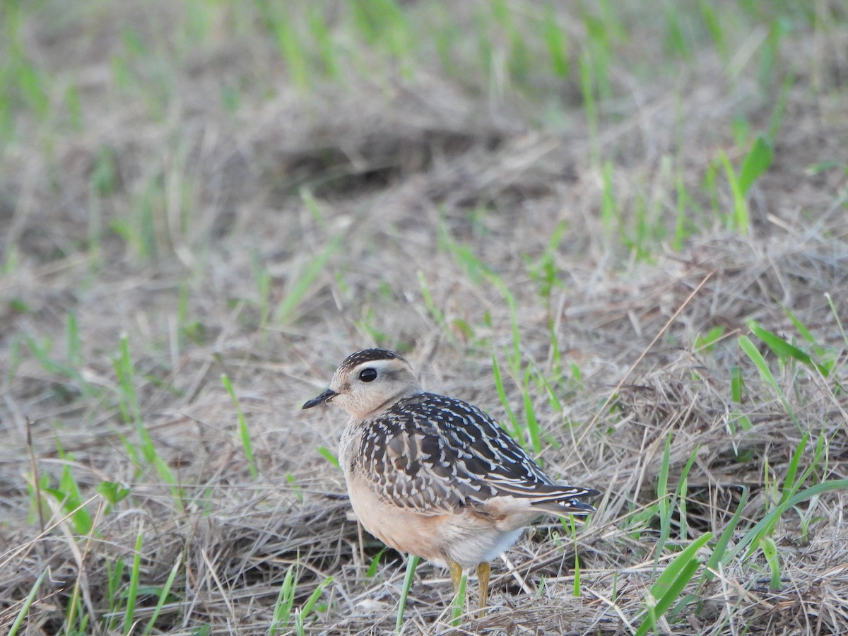 Eurasian Dotterel - ML623697175