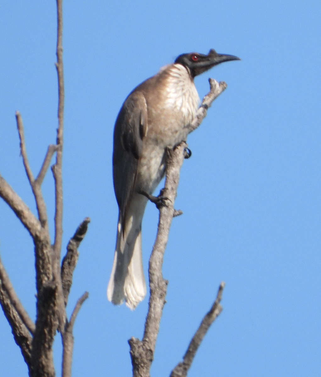 Noisy Friarbird - ML623697188