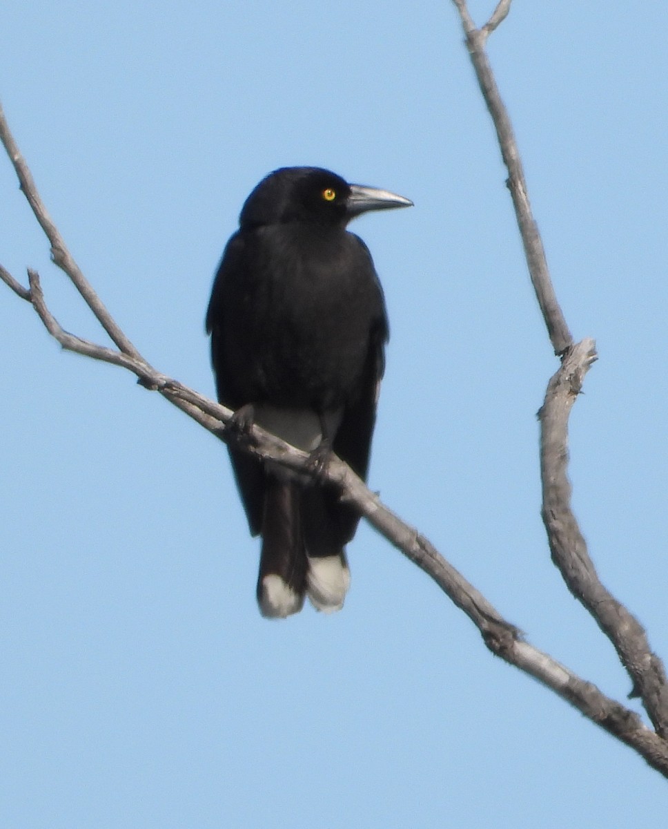 Pied Currawong - ML623697189