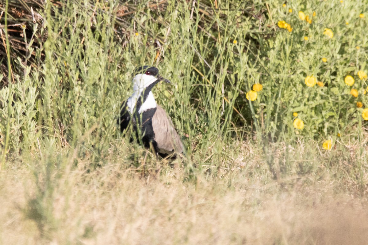 Spur-winged Lapwing - ML623697194