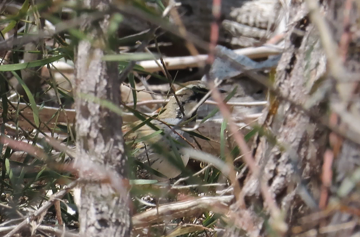 Spotted Quail-thrush - ML623697205