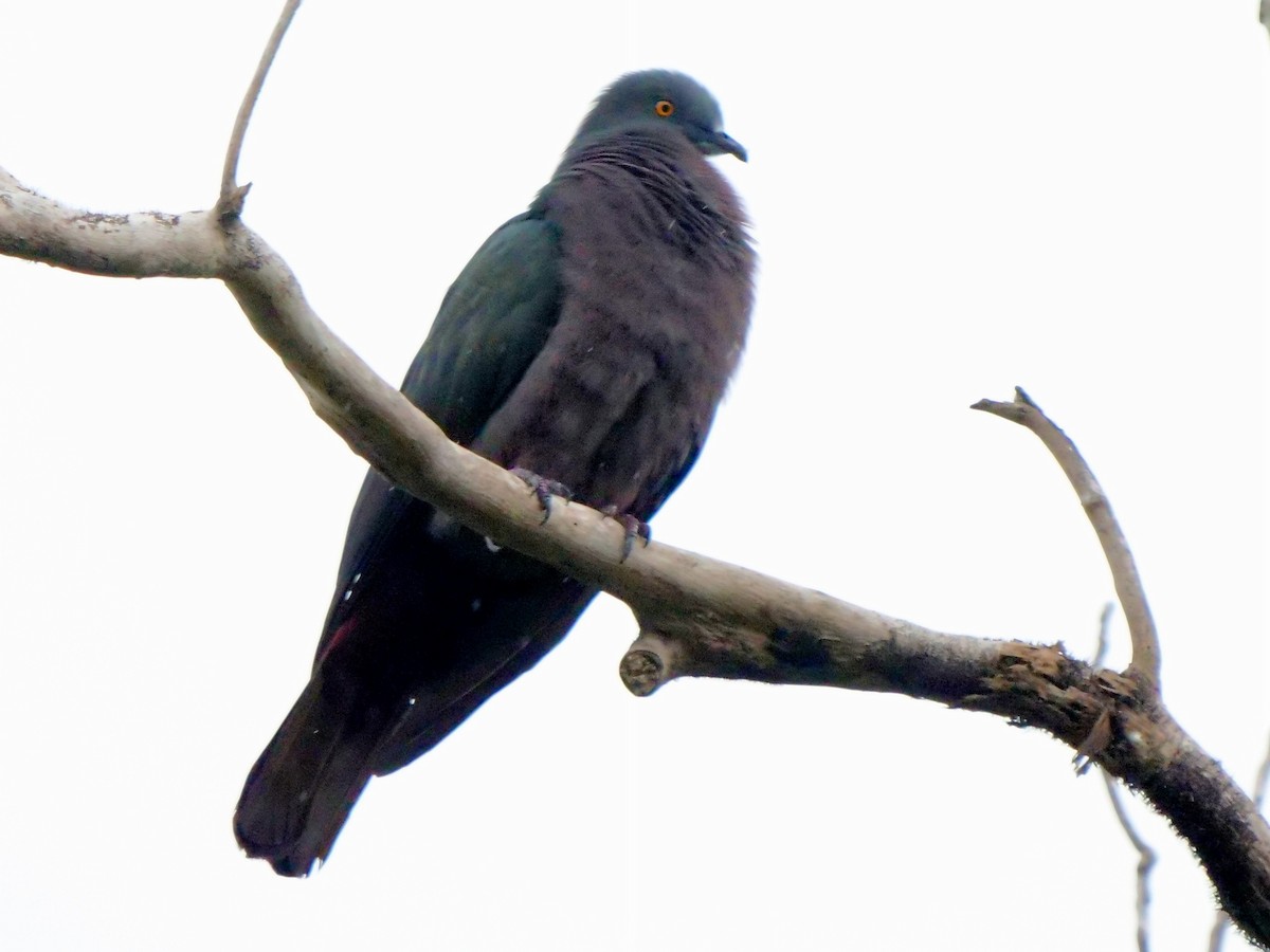 Christmas Island Imperial-Pigeon - ML623697245