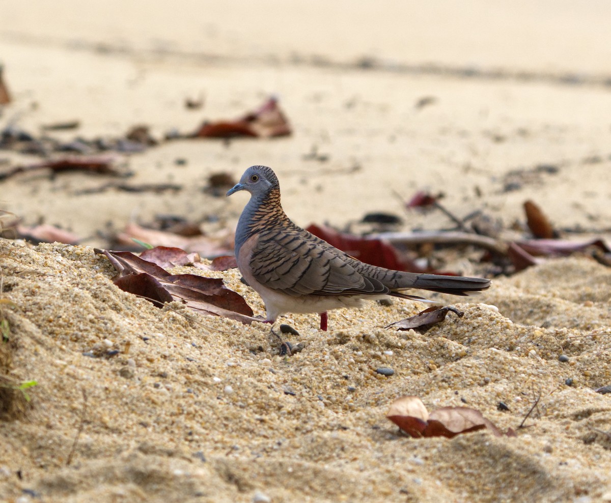 Bar-shouldered Dove - ML623697282