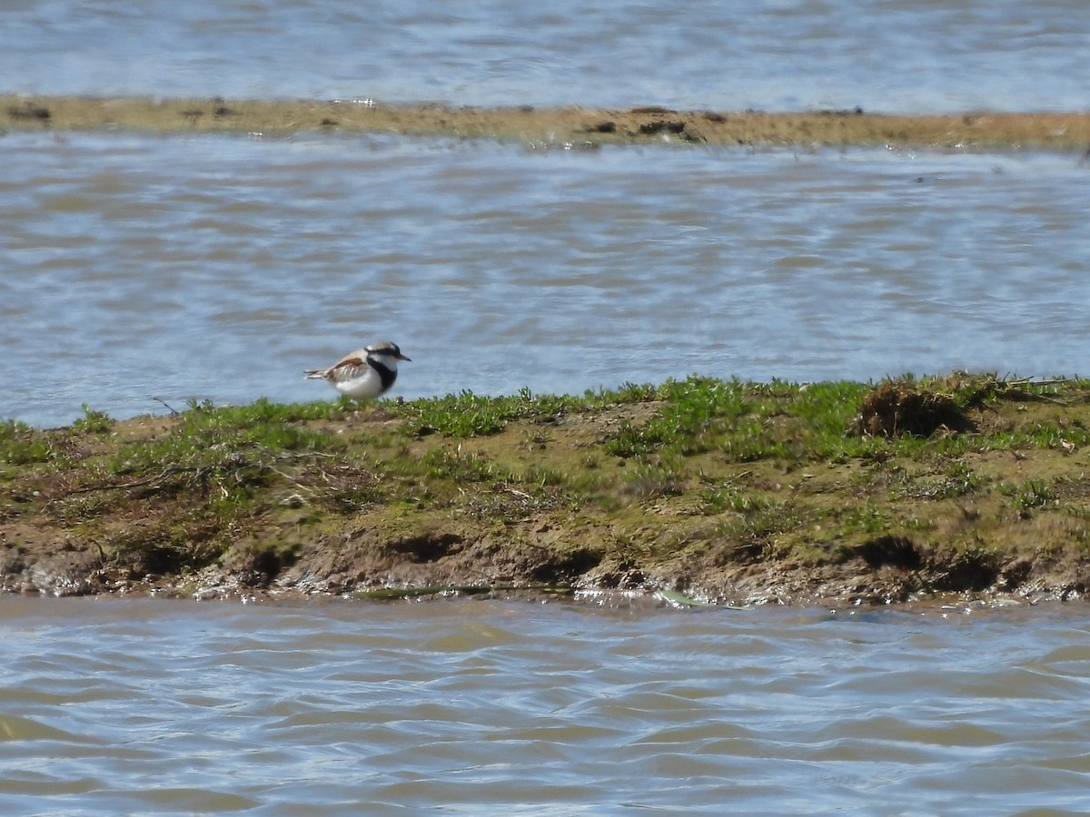 Black-fronted Dotterel - ML623697283