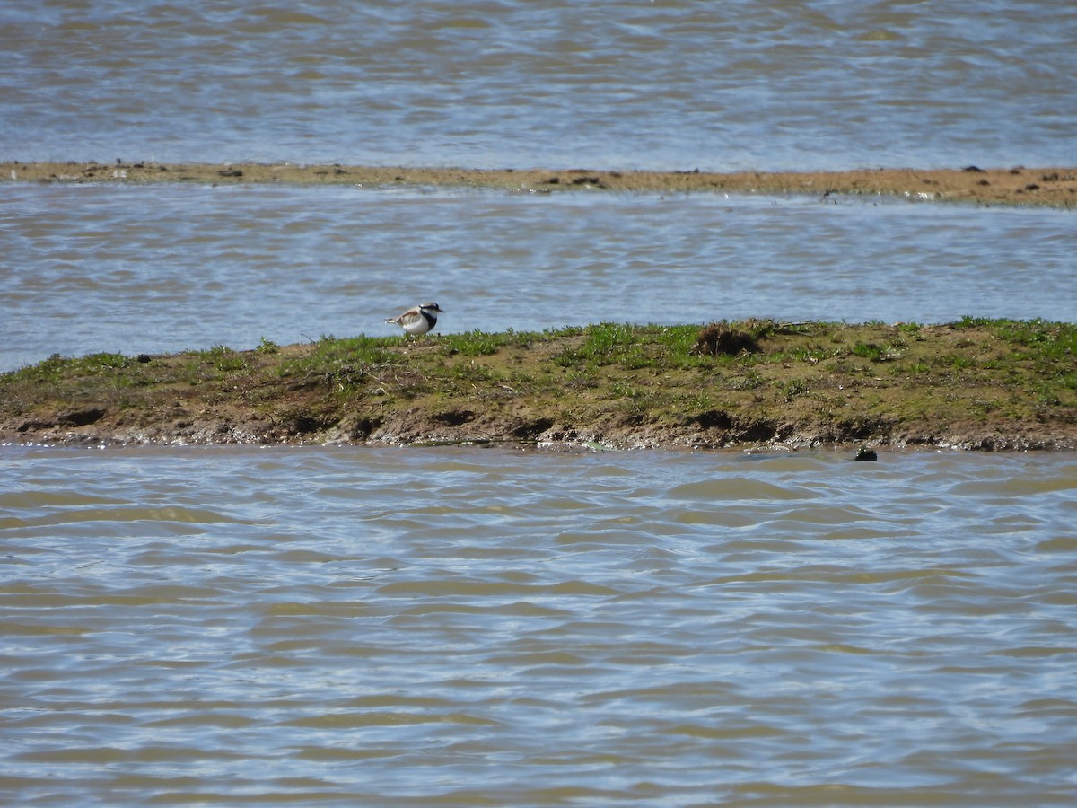 Black-fronted Dotterel - Marian Blake