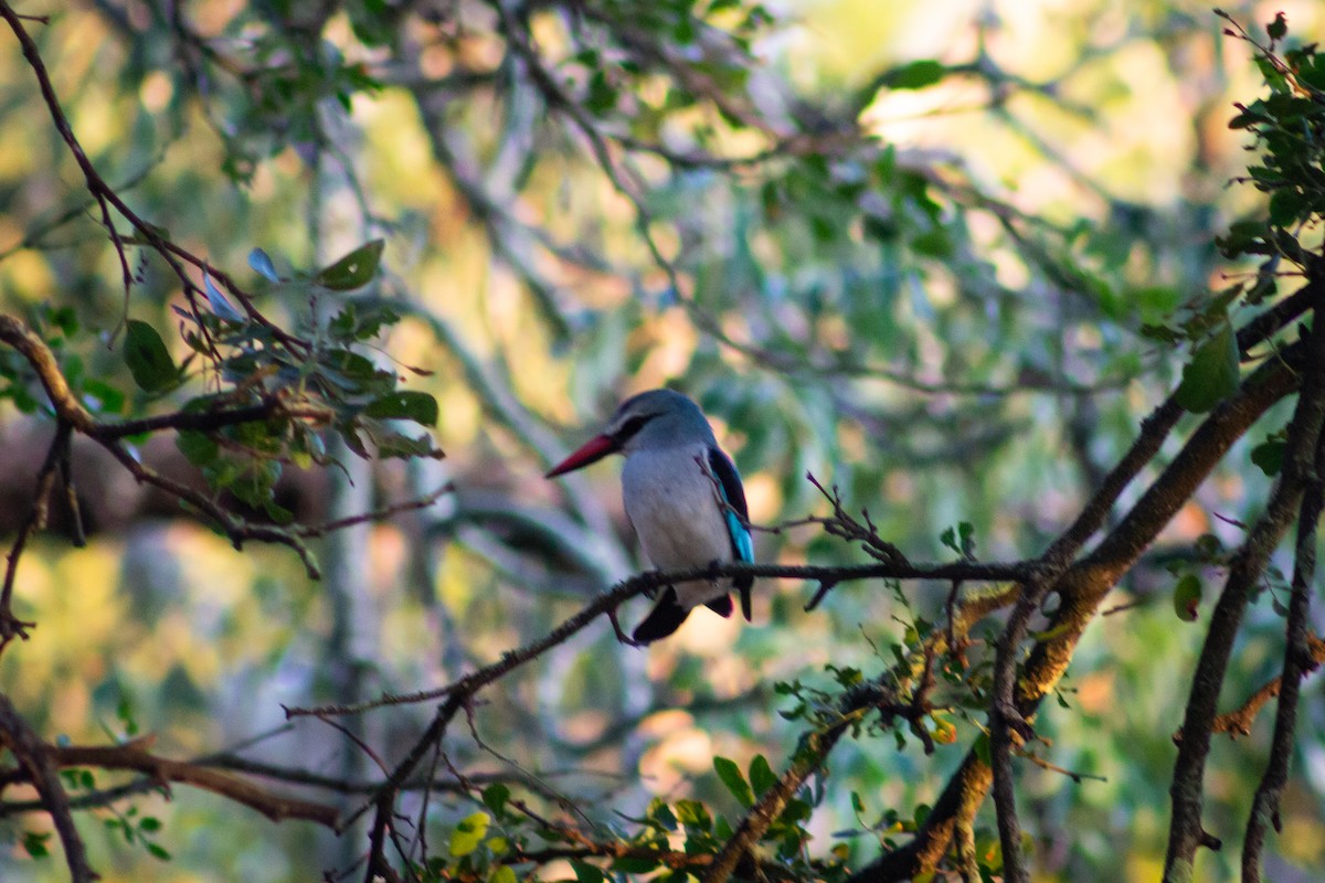 Woodland Kingfisher - ML623697290