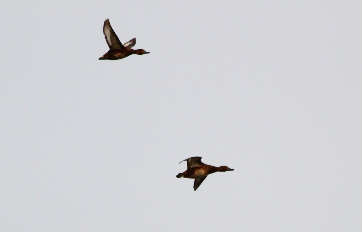 Ferruginous Duck - Miska Nyul