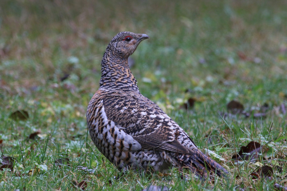 Western Capercaillie - Jan Andersson