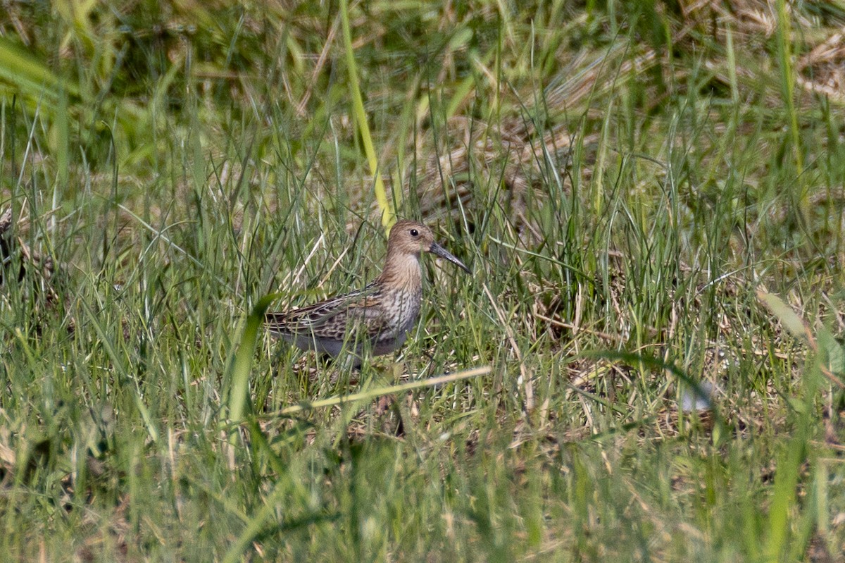 Correlimos Común - ML623697331