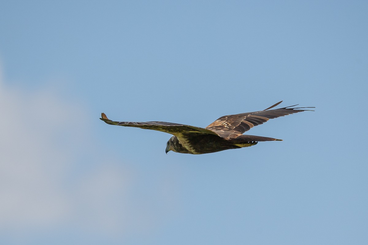 Western Marsh Harrier - ML623697333