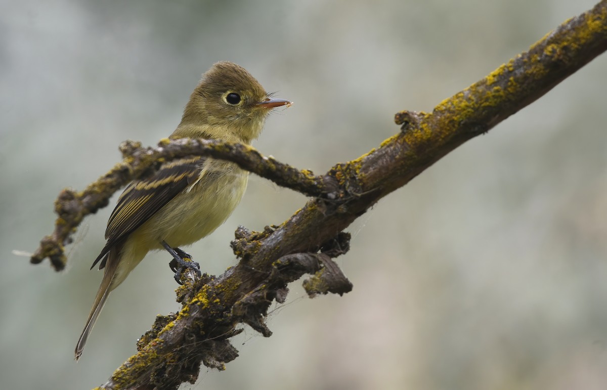 Western Flycatcher - ML623697335