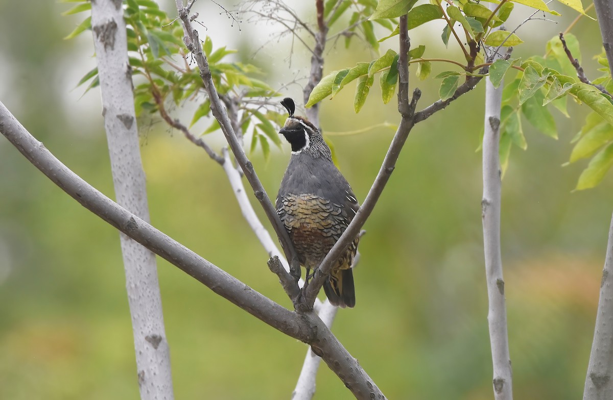 California Quail - ML623697336