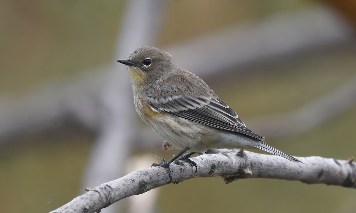 Yellow-rumped Warbler - ML623697337