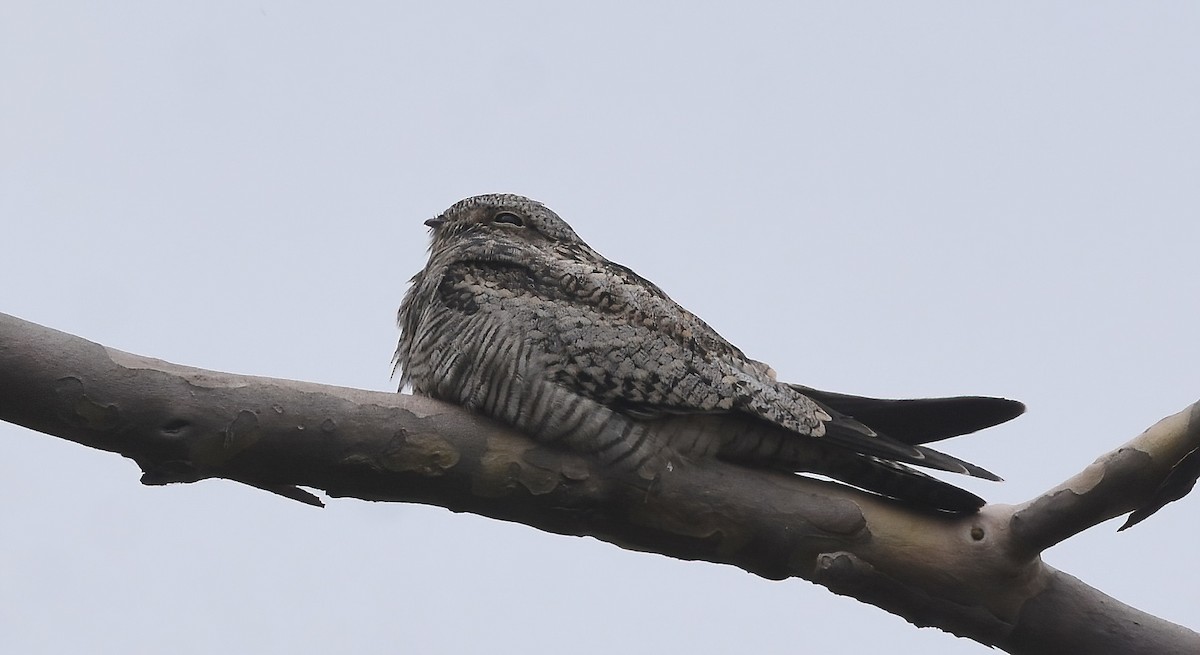 Common Nighthawk - ML623697339