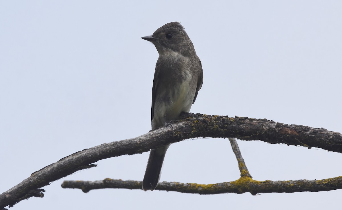 Western Wood-Pewee - ML623697341