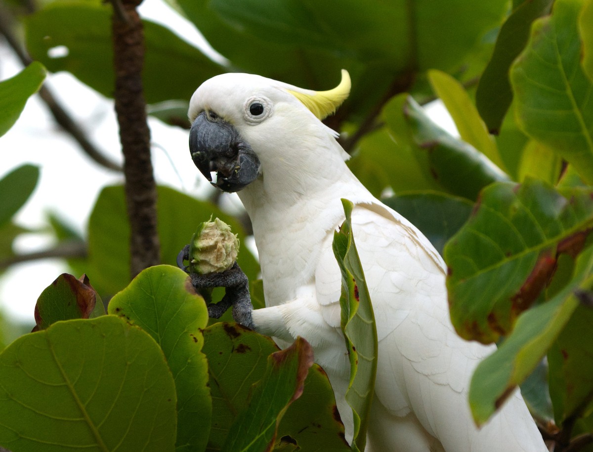 Sulphur-crested Cockatoo - ML623697372