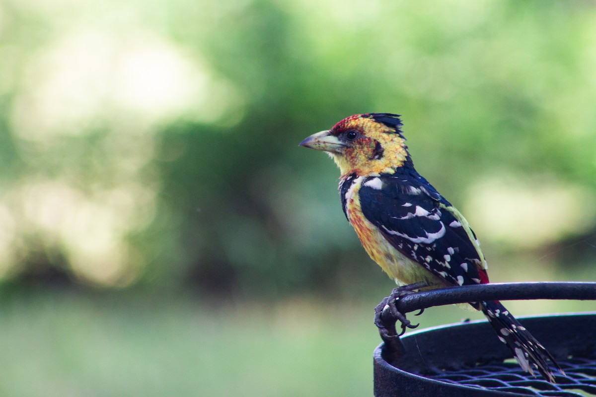 Crested Barbet - ML623697379