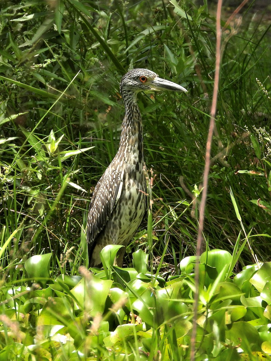 Black-crowned Night Heron - ML623697393