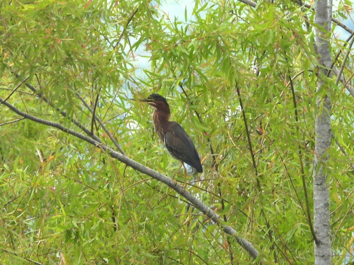 Green Heron - ML623697396