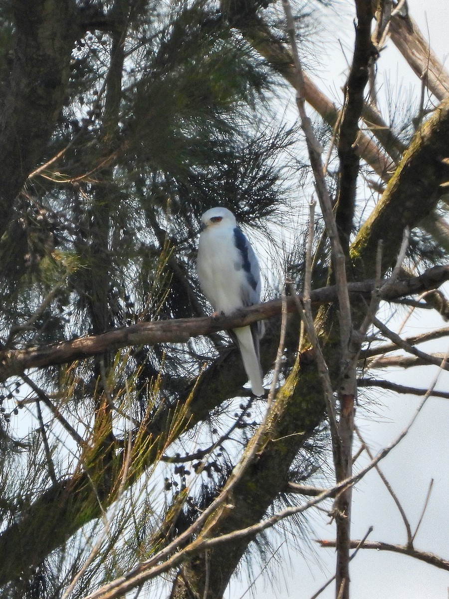 White-tailed Kite - ML623697400