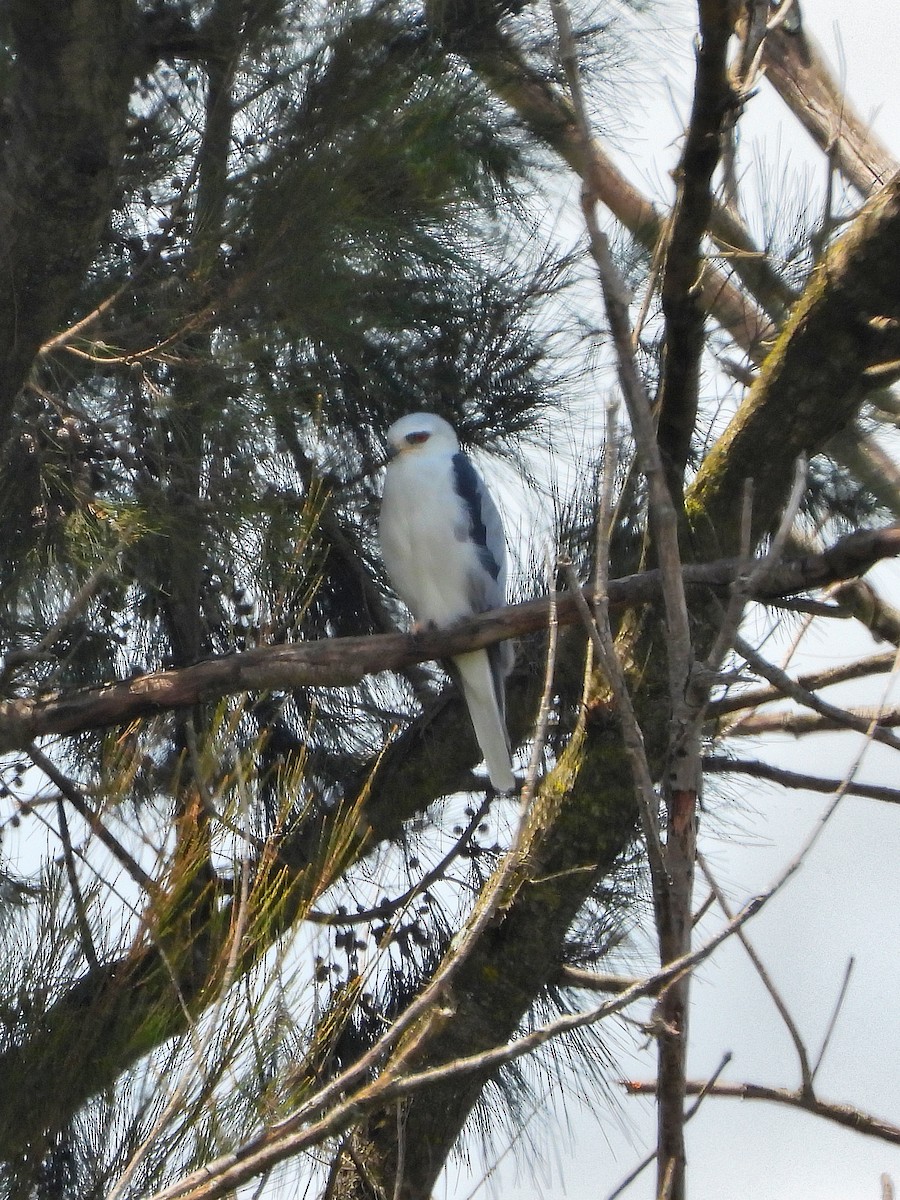 White-tailed Kite - ML623697401