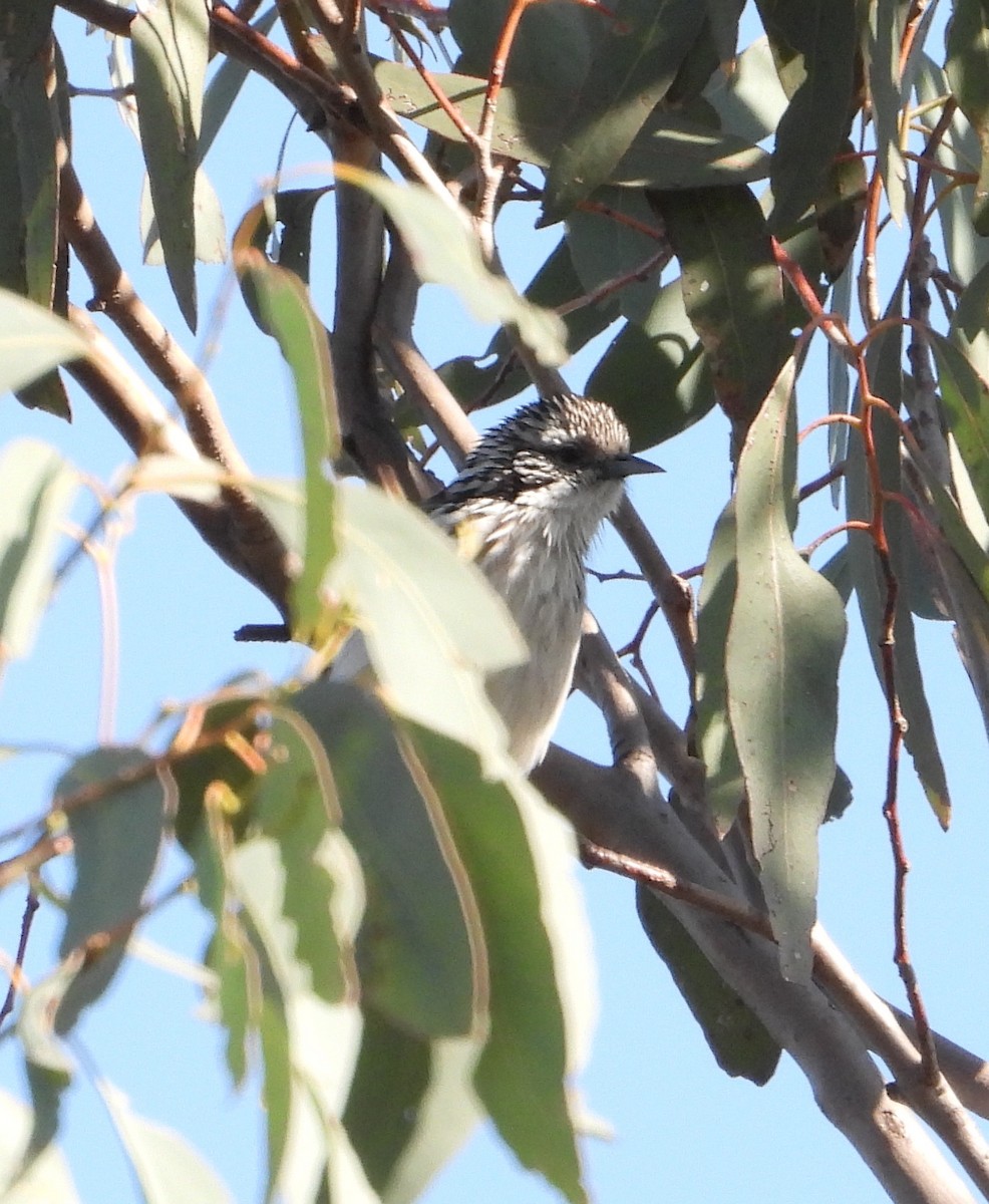 Mielero Lanceolado - ML623697425