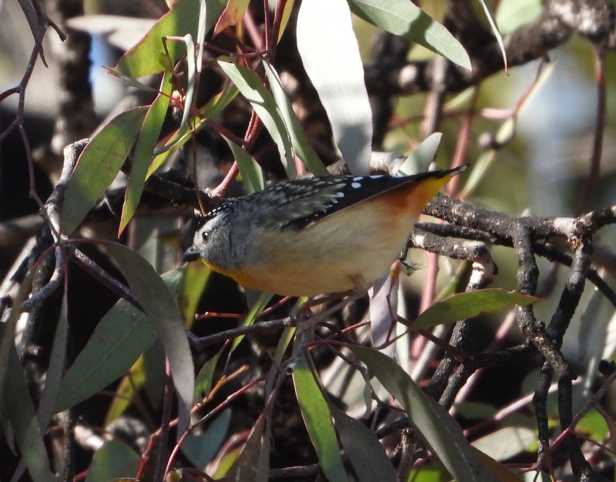 Pardalote Moteado - ML623697427