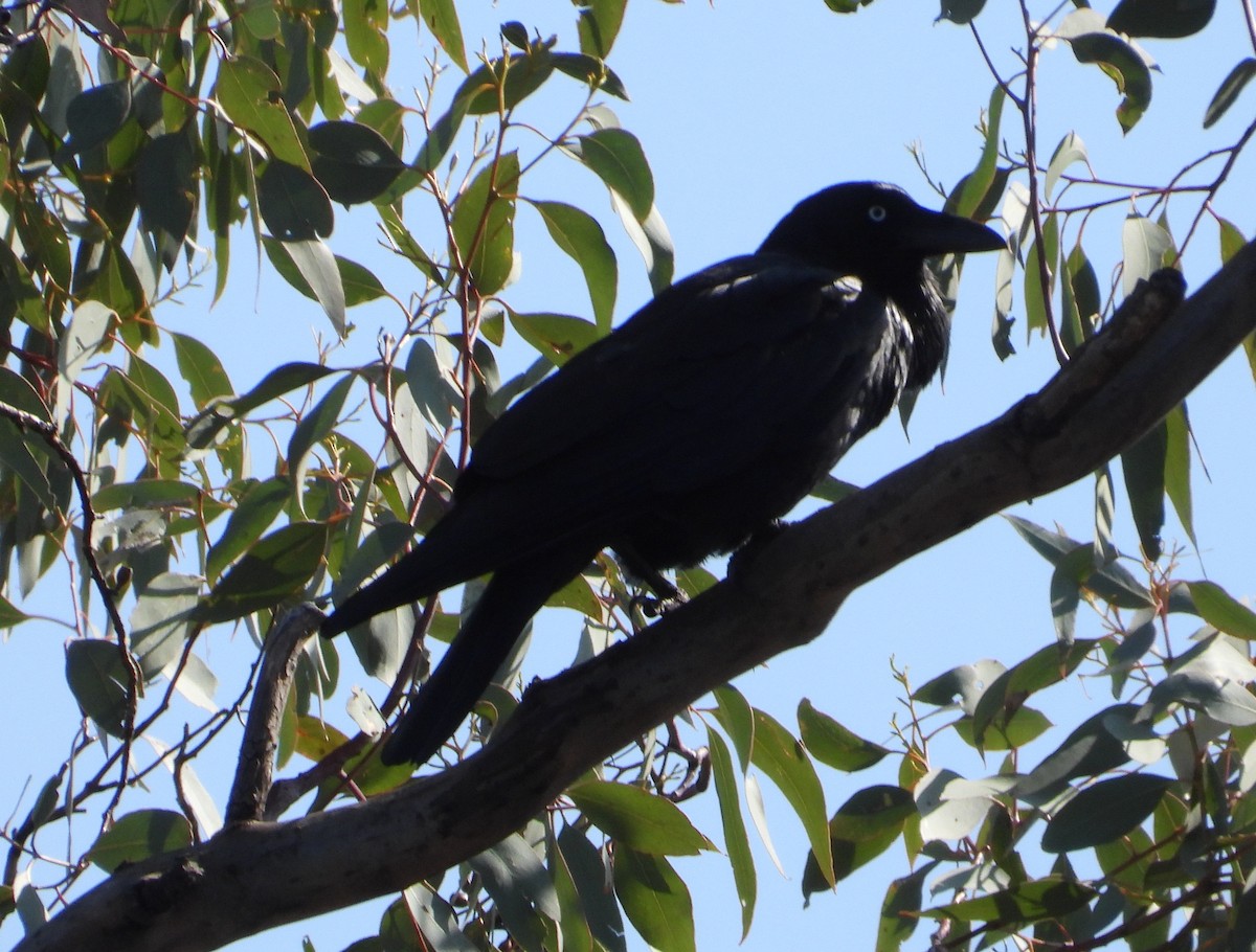 Cuervo Australiano - ML623697428