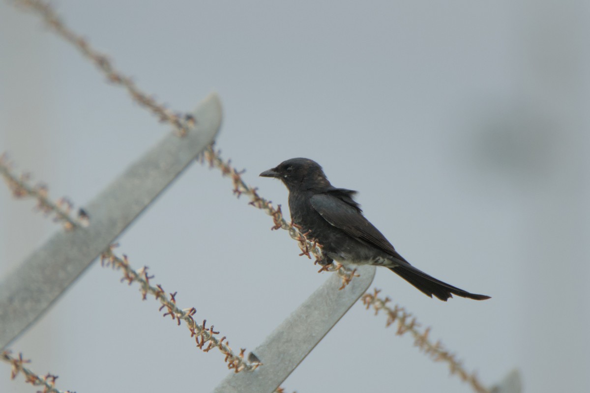 Black Drongo - ML623697441