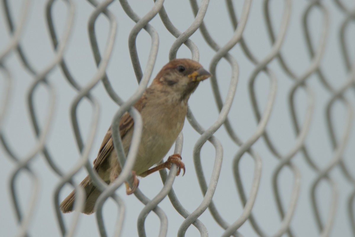 Eurasian Tree Sparrow - ML623697453