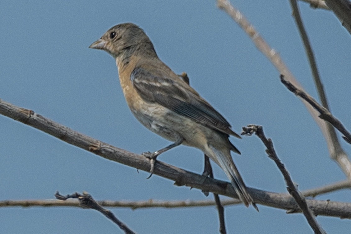 Lazuli Bunting - ML623697459