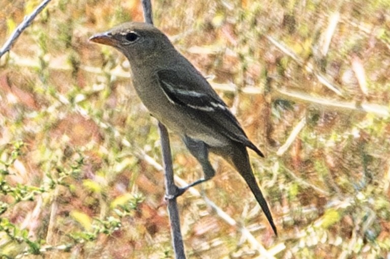 Western Tanager - ML623697460