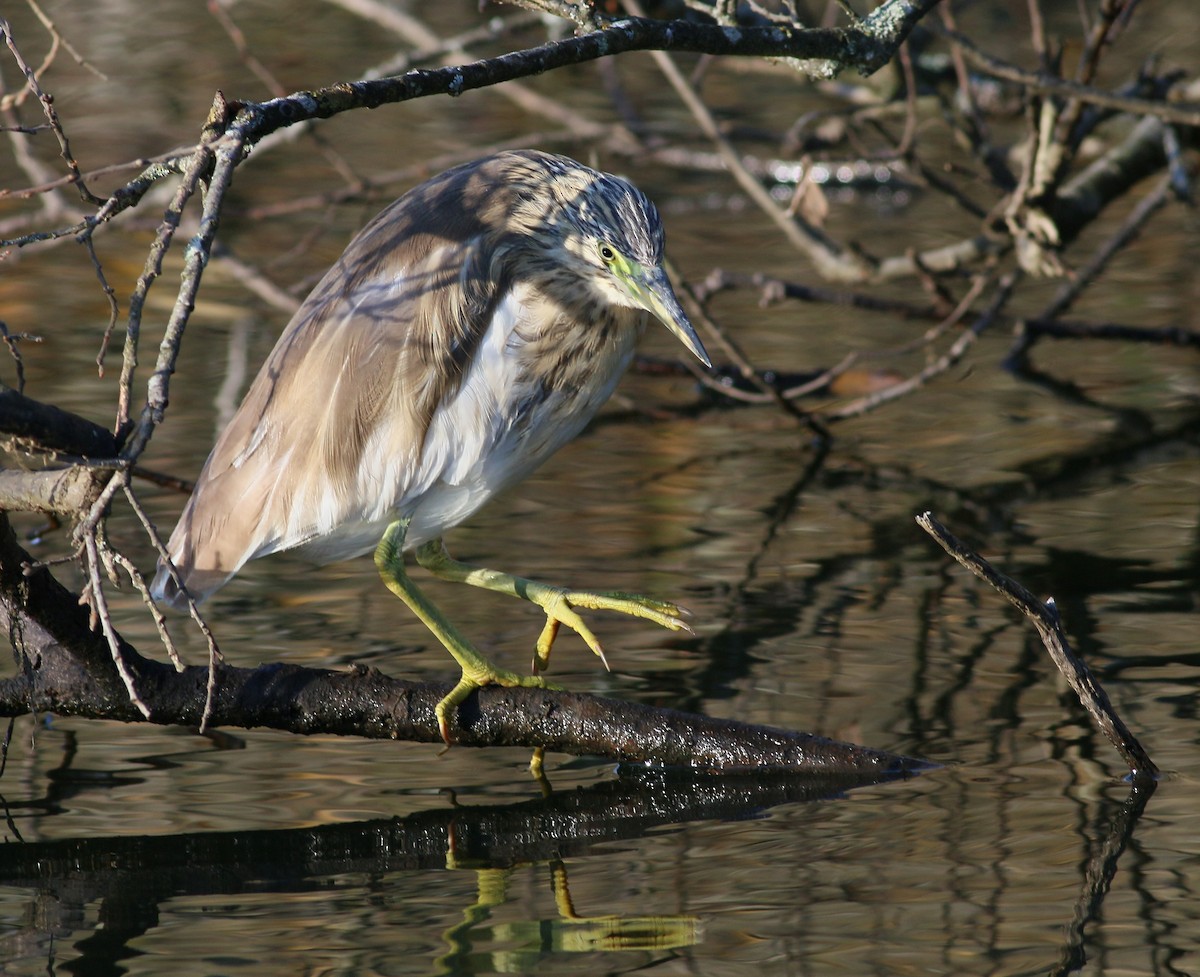 カンムリサギ - ML623697498