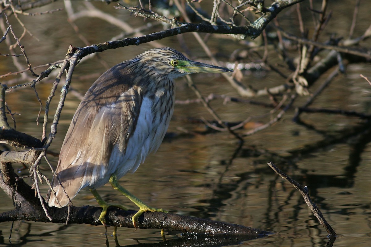 カンムリサギ - ML623697499