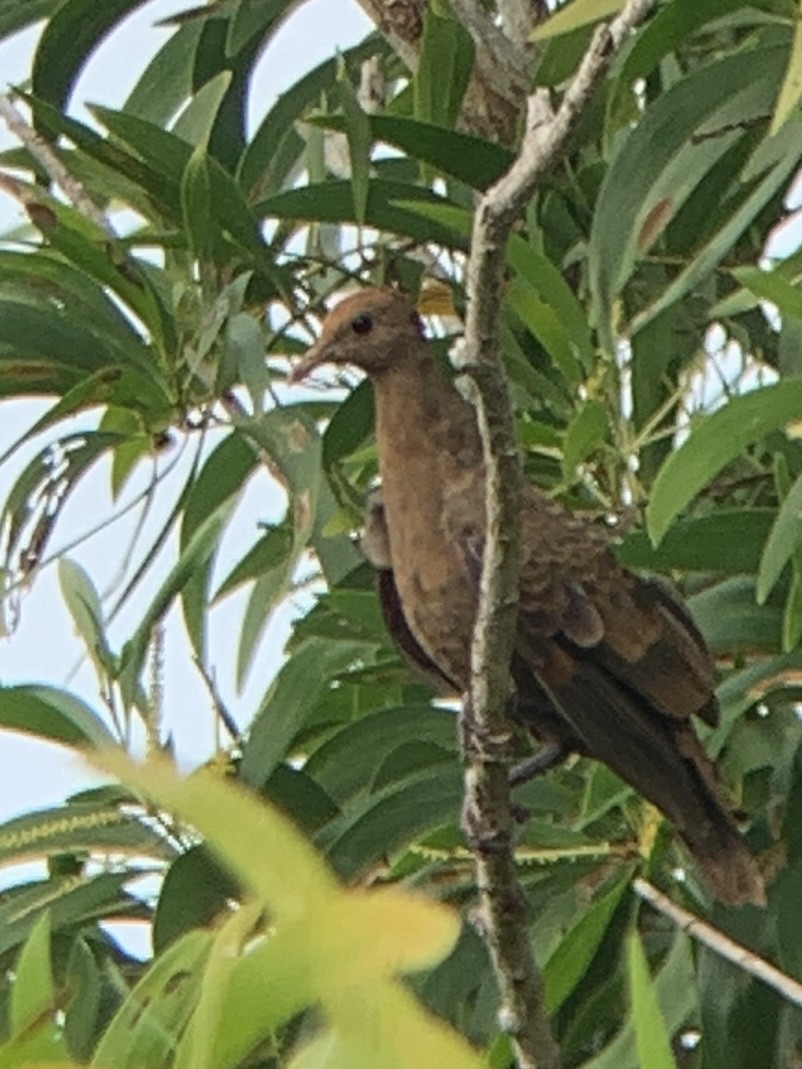 White-throated Ground Dove - ML623697506