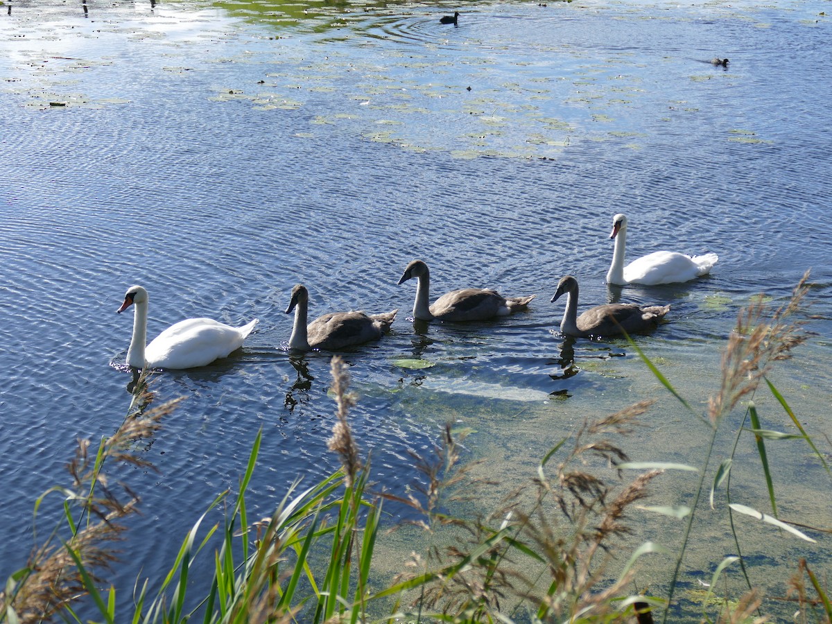 Cygne tuberculé - ML623697522