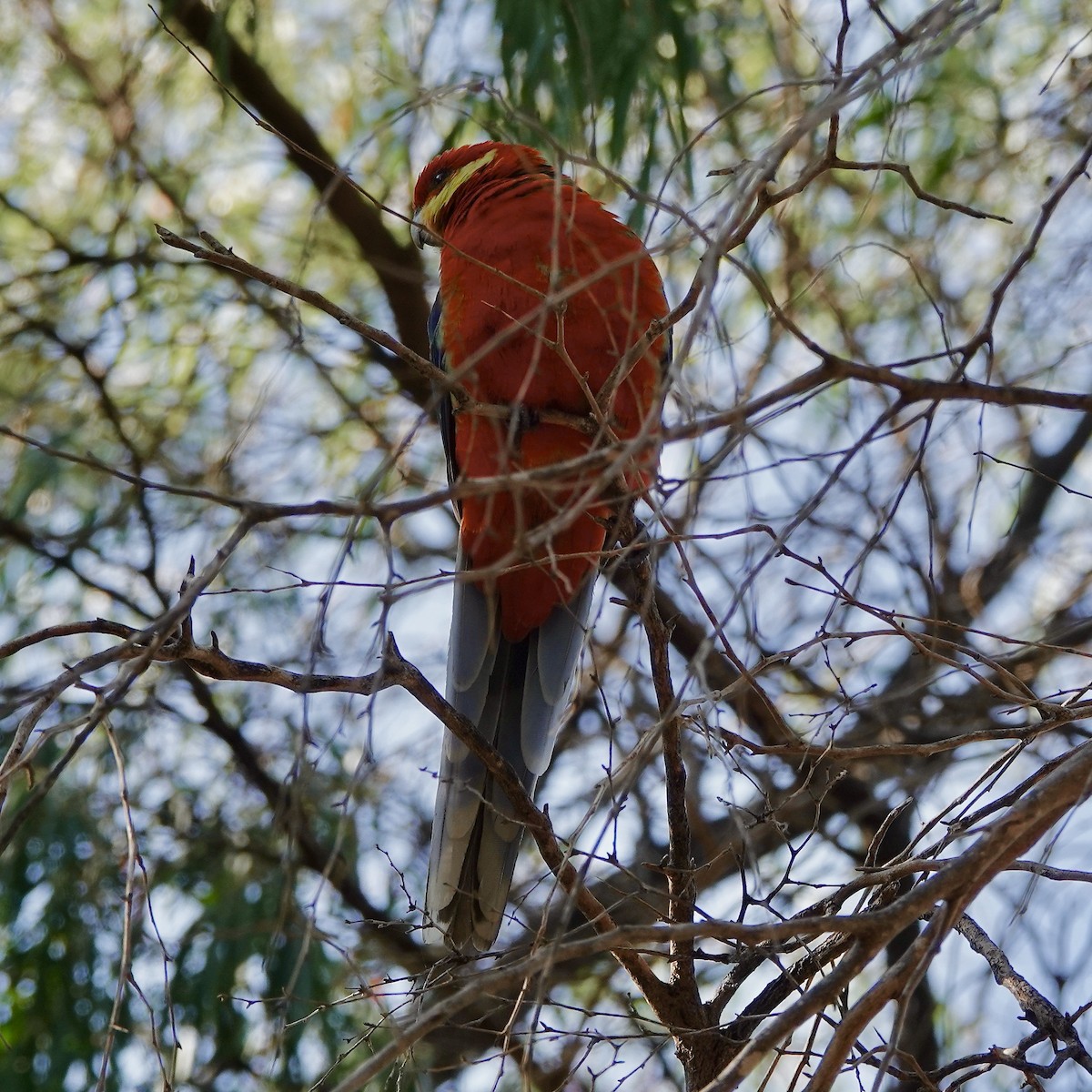 Western Rosella - ML623697542