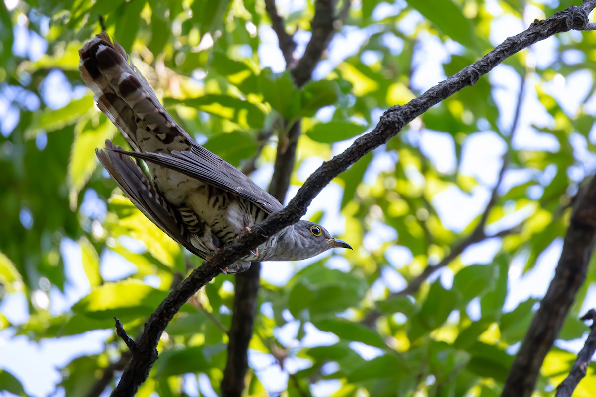 Indian Cuckoo - Anonymous