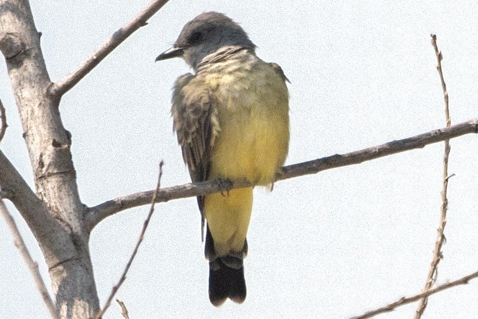 Cassin's Kingbird - ML623697602