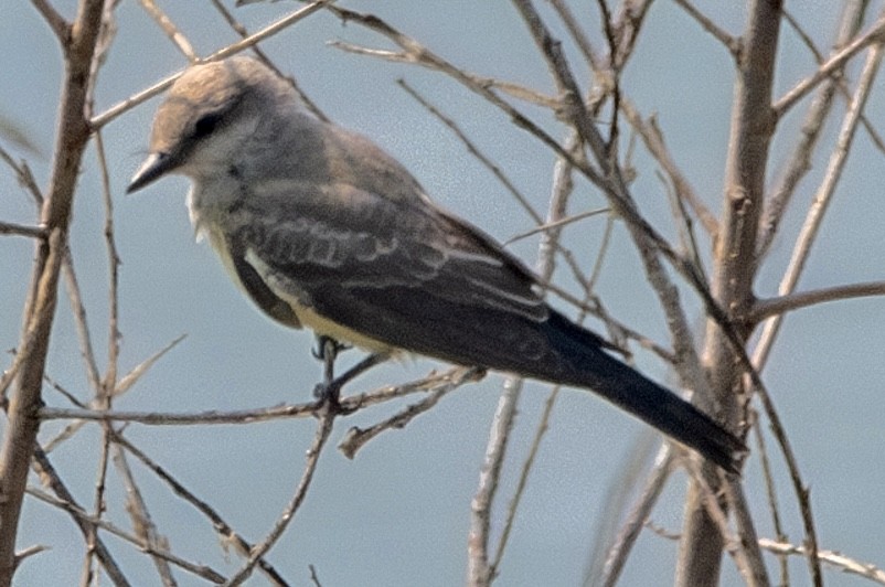 Western Kingbird - ML623697607