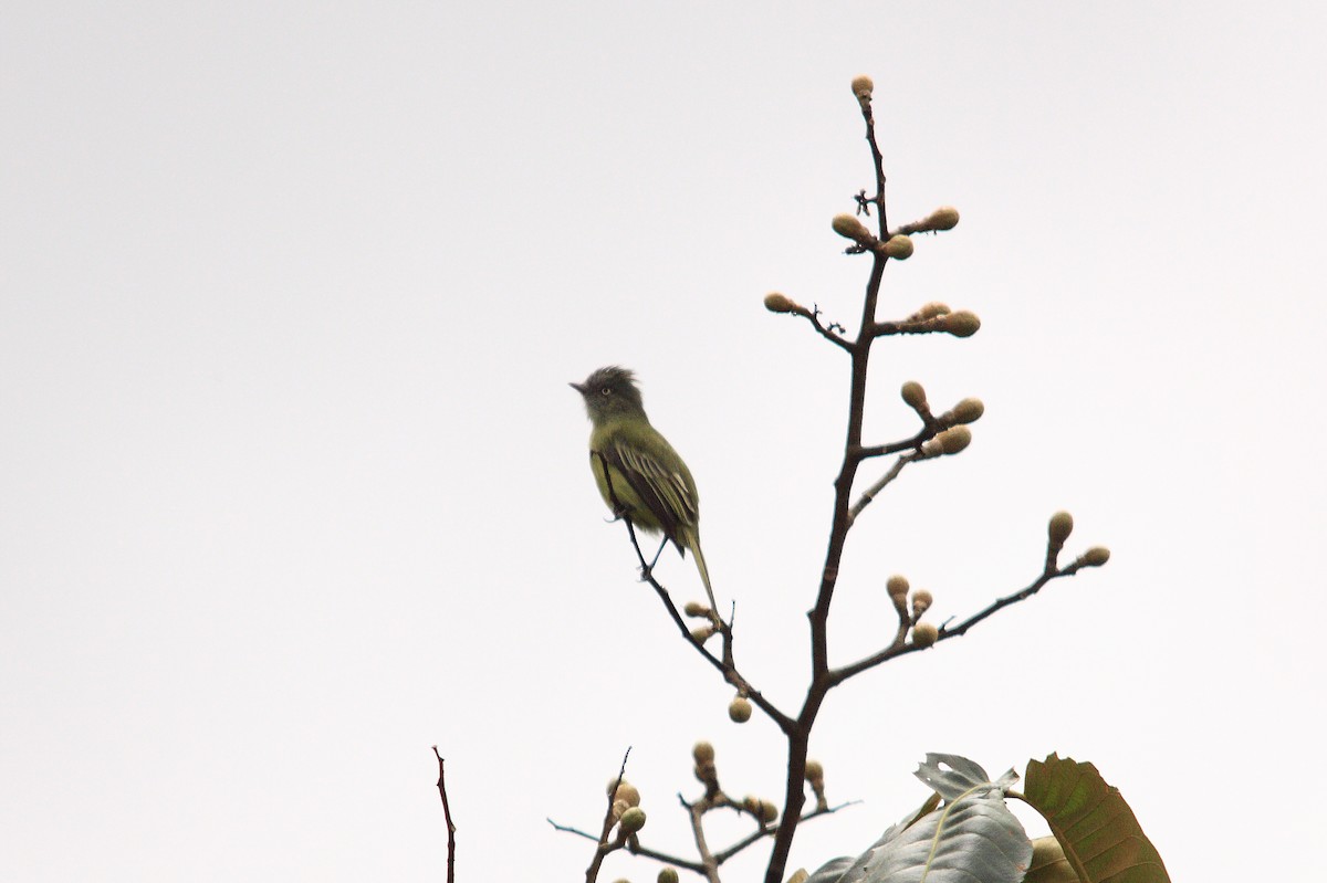 Red-billed Tyrannulet - ML623697629