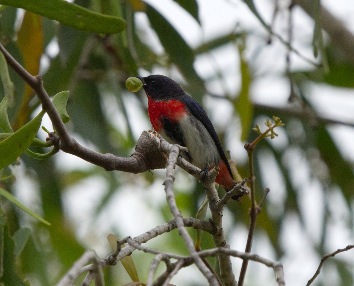 Mistletoebird - ML623697641