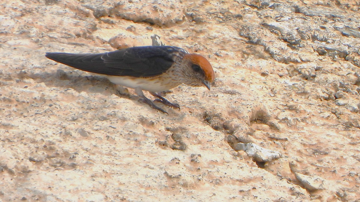 Streak-throated Swallow - ML623697643