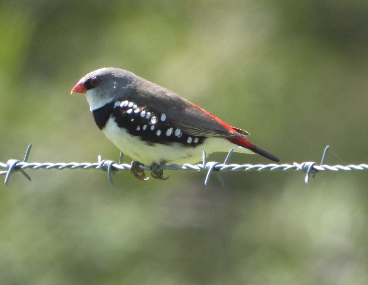 Diamond Firetail - ML623697656