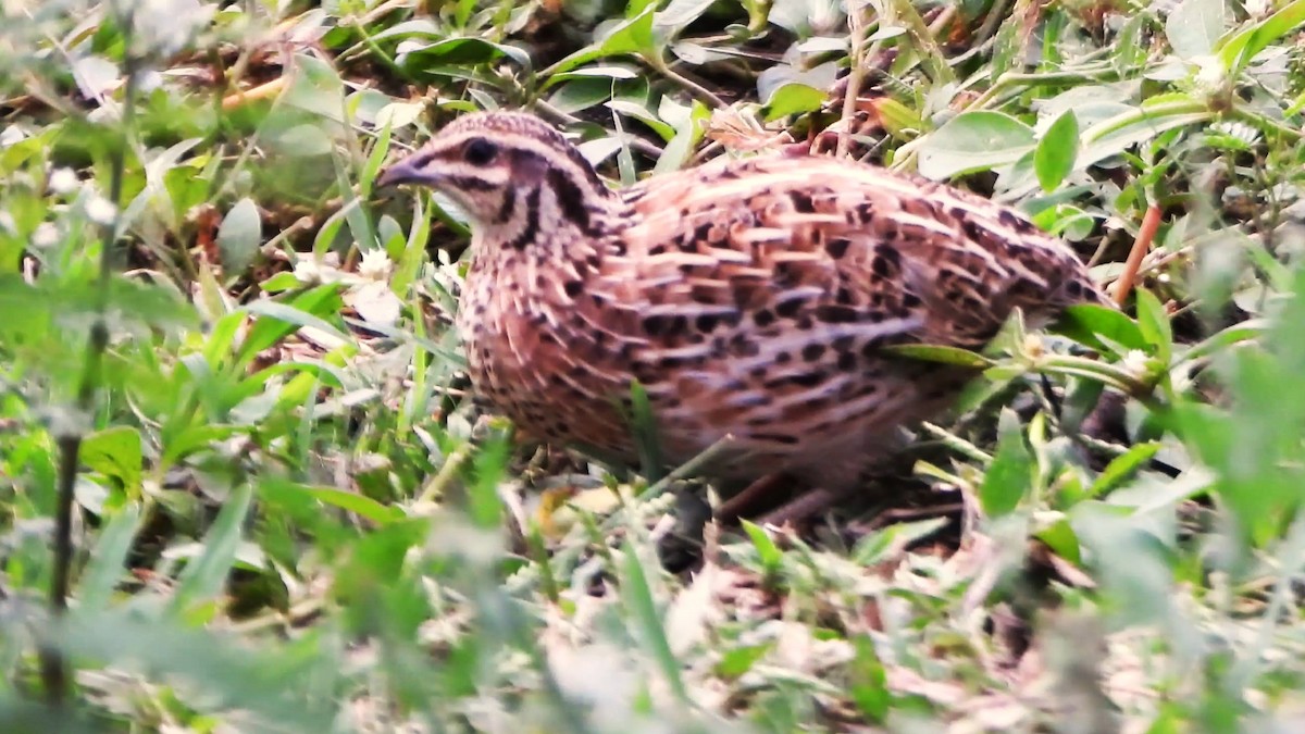 Rain Quail - ML623697661