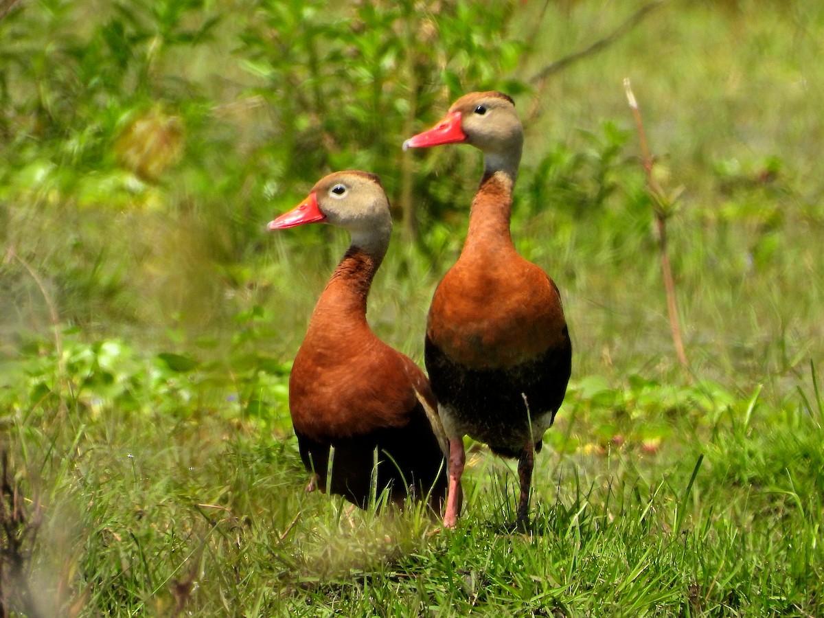 Black-bellied Whistling-Duck - ML623697666