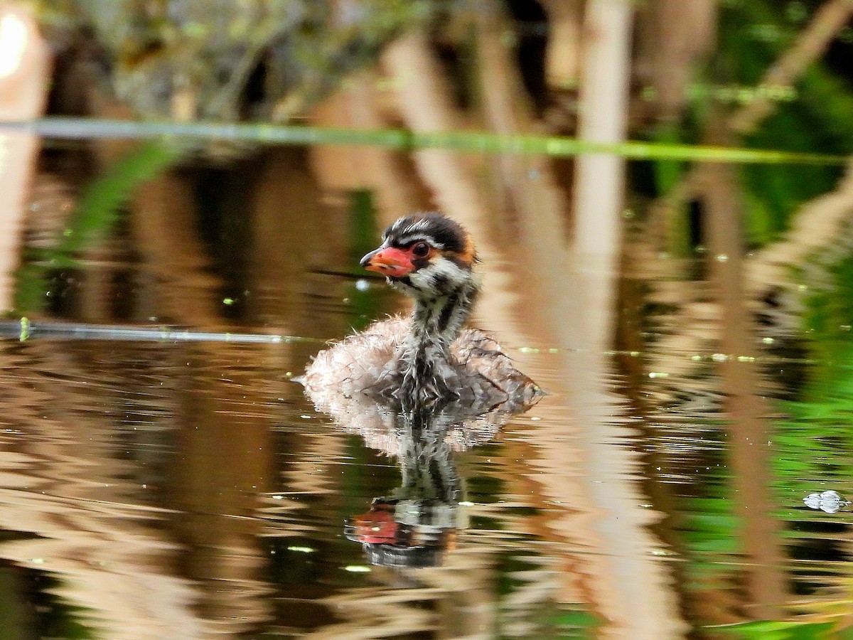 Pied-billed Grebe - ML623697673